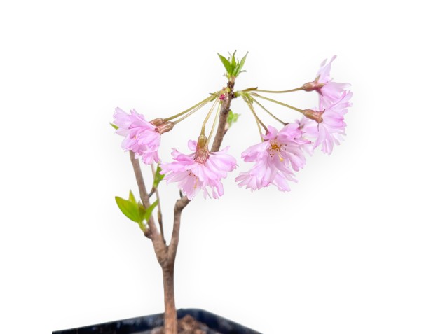 Pre-Bonsai Prunus Fukubana - Japanischer Arbeitskirschbaum 2