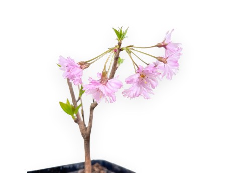 Pre-Bonsai Prunus Fukubana - Japanischer Arbeitskirschbaum
