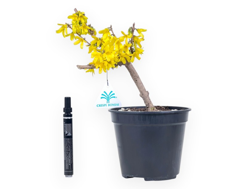 Pre-Bonsai Forsythia intermedia 'Mikador' - Gelbe Frühjahrsblüte