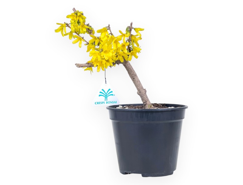 Pre-Bonsai Forsythia intermedia 'Mikador' - Gelbe Frühjahrsblüte