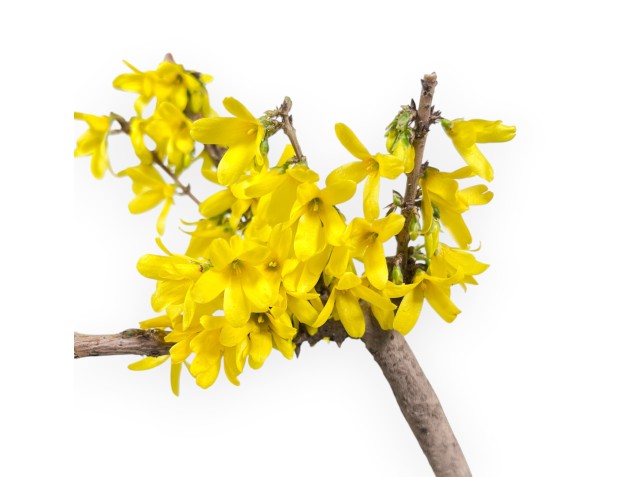 Pre-Bonsai Forsythia intermedia 'Mikador' - Gelbe Frühjahrsblüte 2