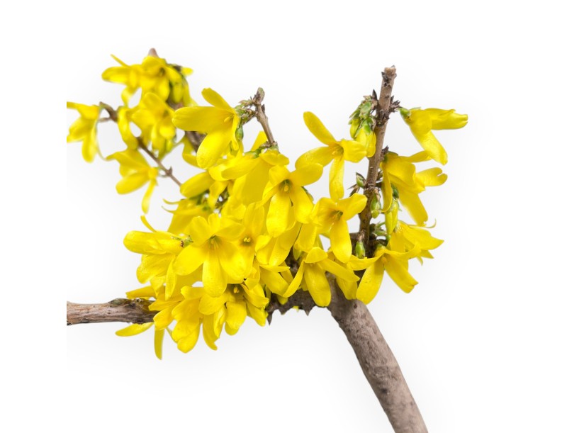 Pre-Bonsai Forsythia intermedia 'Mikador' - Gelbe Frühjahrsblüte