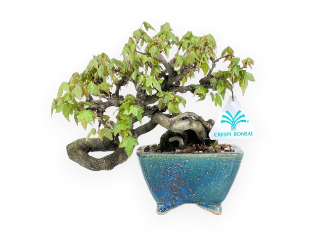 Bonsai di acero da 20 cm | Vaso quadrato verde con sfumature blu