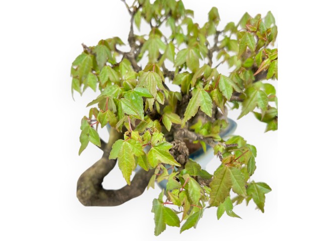 Bonsai di acero da 20 cm | Vaso quadrato verde con sfumature blu 2