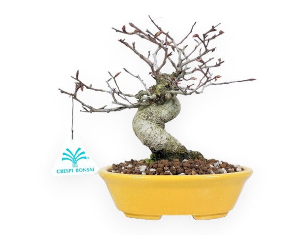 Japanese beech bonsai 20 cm | Yellow oval pot