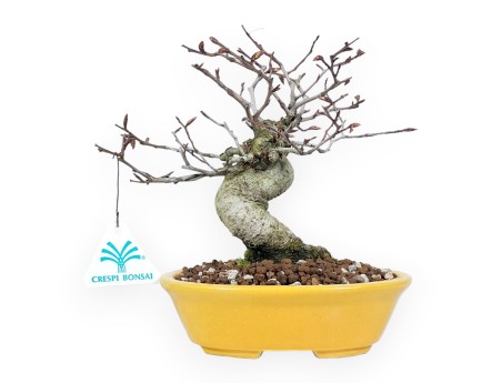 Bonsái de haya de 20 cm | Maceta oval amarillo