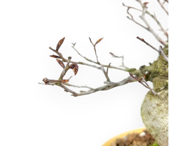 Bonsaï de hêtre de 20 cm | Pot ovale jaune 2