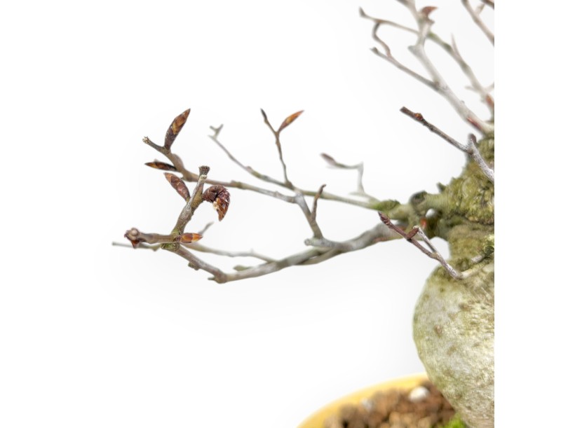 Buche Bonsai von 20 cm | Oval gelb Topf
