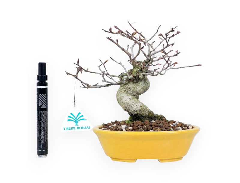 Japanese beech bonsai 20 cm | Yellow oval pot