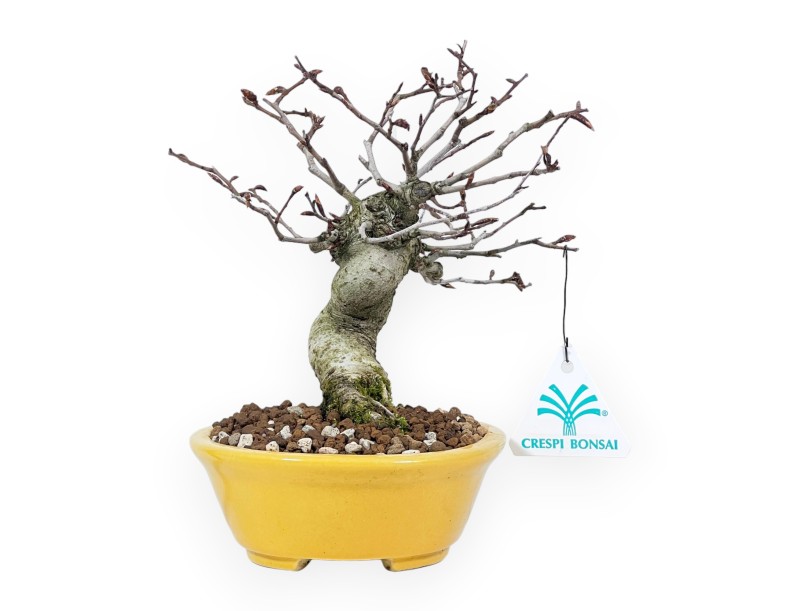Buche Bonsai von 20 cm | Oval gelb Topf