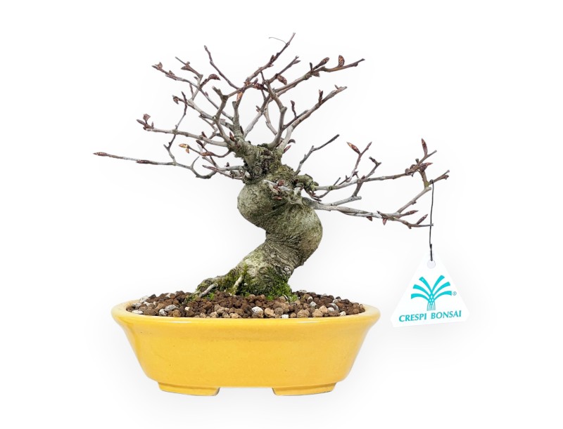 Japanese beech bonsai 20 cm | Yellow oval pot