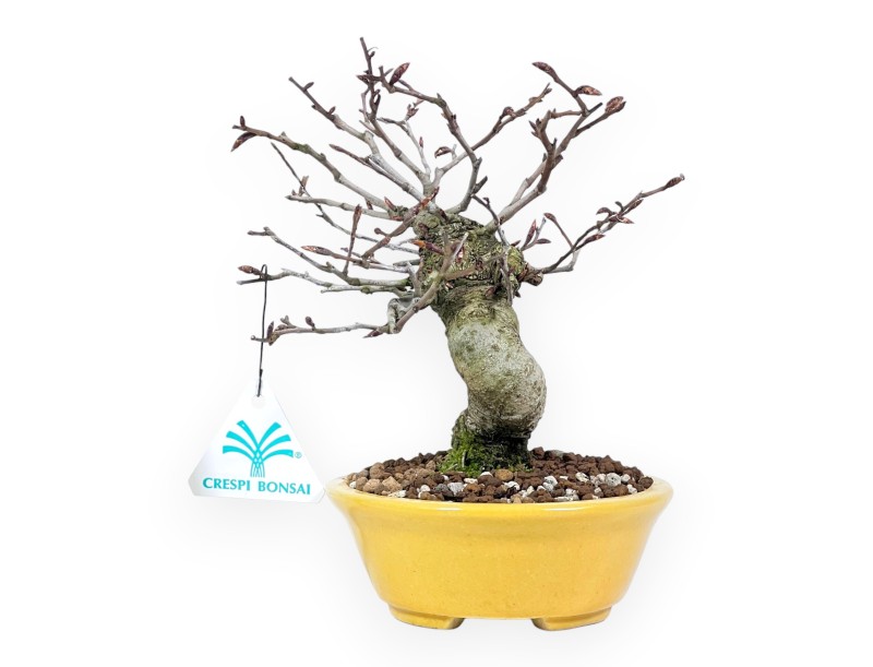Bonsaï de hêtre de 20 cm | Pot ovale jaune