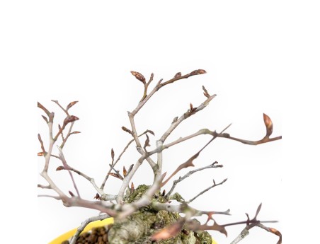 Buche Bonsai von 20 cm | Oval gelb Topf