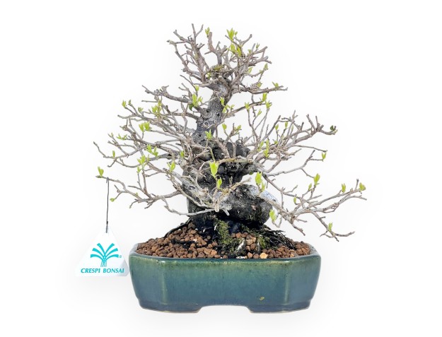 Bonzaï Diospyros kaki rhombifolia 24 cm | Pot rectangulaire vert-bleu