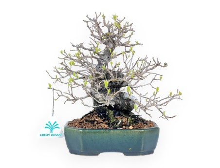 Diospyros kaki rhombifolia bonsai 24 cm | Rectangular green-blue pot
