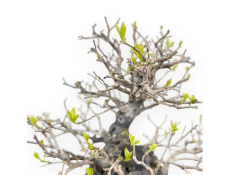 Diospyros kaki rhombifolia bonsai 24 cm | Maceta rectangular verde-azul