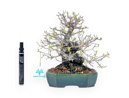 Diospyros kaki rhombifolia bonsai 24 cm | Maceta rectangular verde-azul