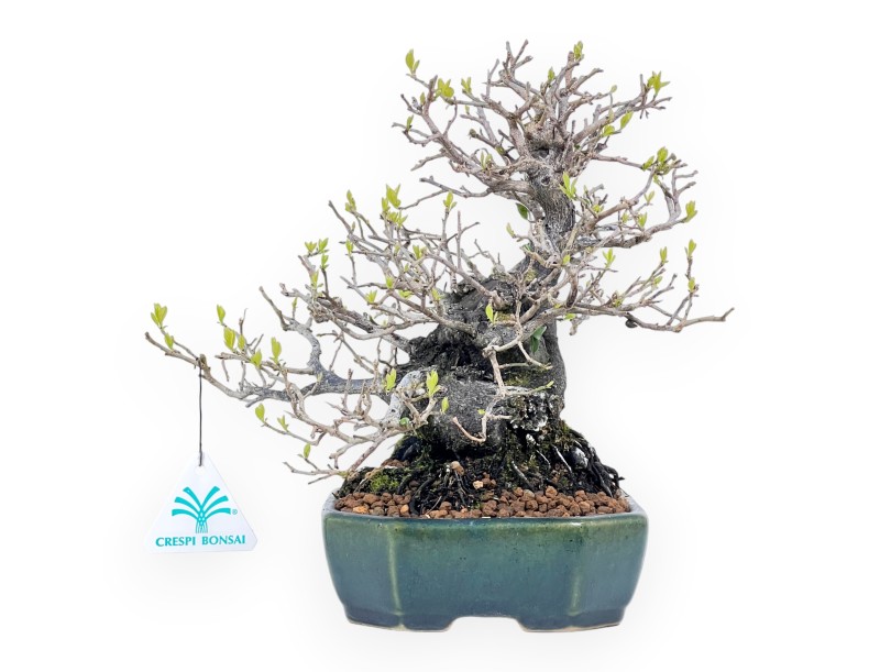 Bonsai di Diospyros kaki rhombifolia da 24 cm | Vaso rettangolare verde-blu