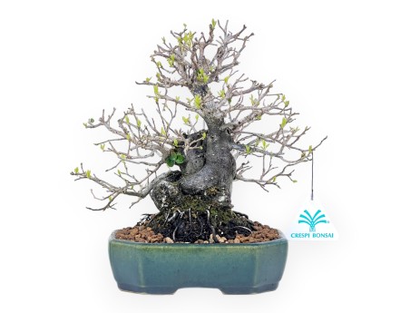 Bonsai di Diospyros kaki rhombifolia da 24 cm | Vaso rettangolare verde-blu