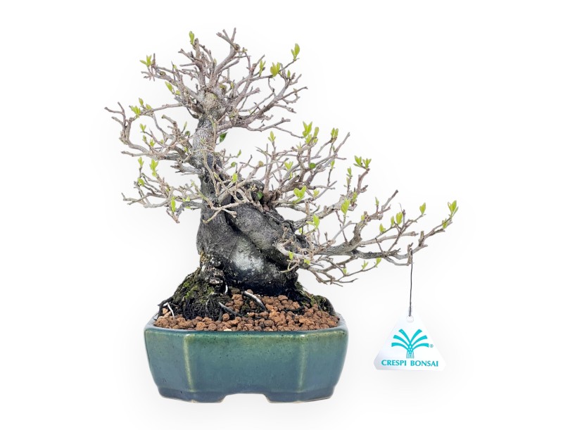 Diospyros kaki rhombifolia bonsai 24 cm | Rechthoekig groen-blaw pot