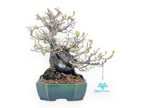 Diospyros kaki rhombifolia bonsai 24 cm | Rechthoekig groen-blaw pot