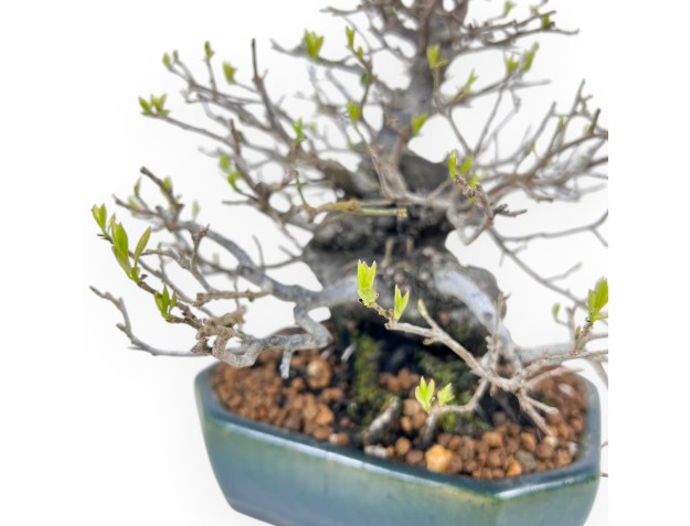 Bonzaï Diospyros kaki rhombifolia 24 cm | Pot rectangulaire vert-bleu 2