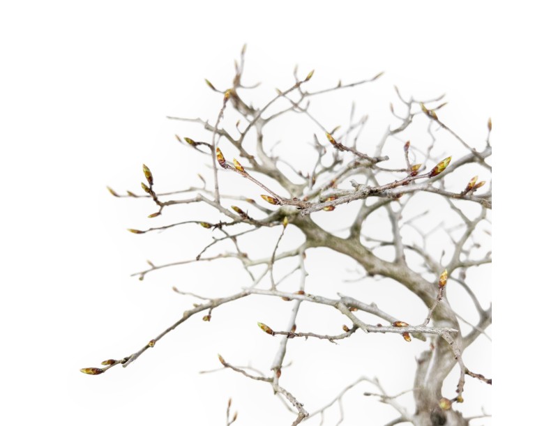 Hainbuche Bonsai von 43 cm | Wolke Steingut Topf