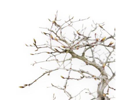 Bonsai di Carpino da 43 cm | Vaso a nuvola crema