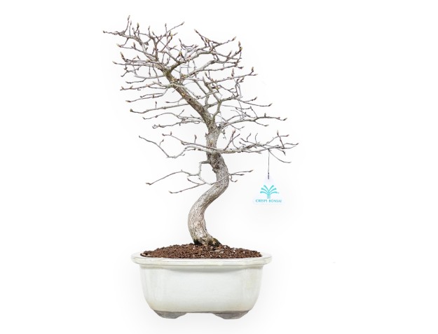 Haagbeuk bonsai van 43 cm | Wolk crème pot