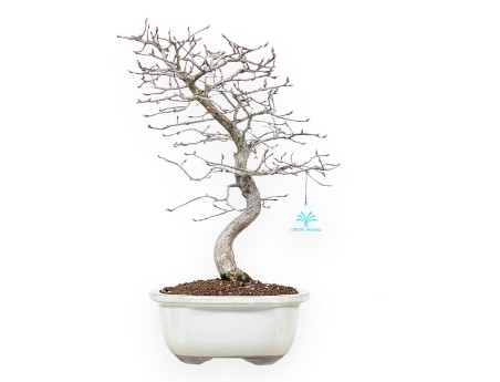 Hornbeam bonsai 43 cm | Cloud stoneware pot
