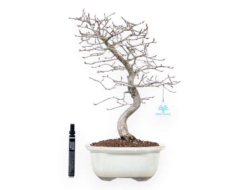 Hornbeam bonsai 43 cm | Cloud stoneware pot
