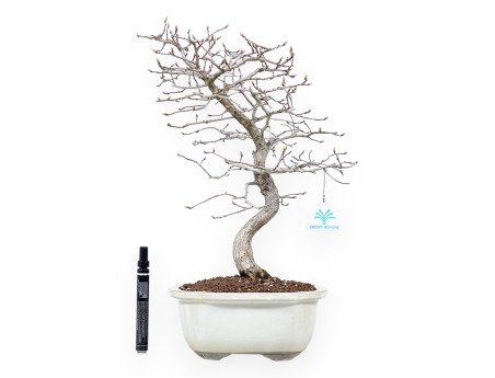 Hainbuche Bonsai von 43 cm | Wolke Steingut Topf