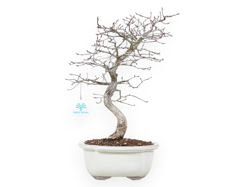 Haagbeuk bonsai van 43 cm | Wolk geglazuurde pot