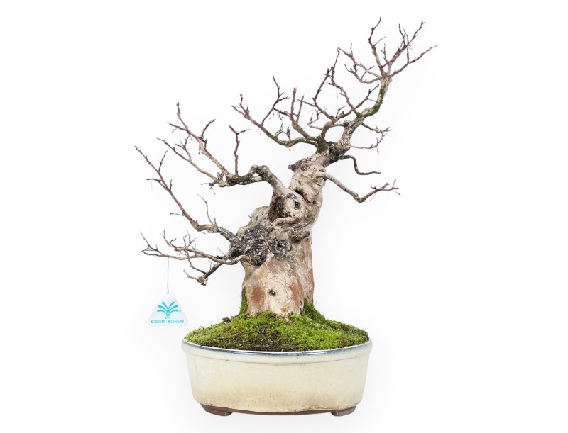 Bonsai di Lagerstroemia (Mirto Crespo) – Eleganza e Fioritura Estiva