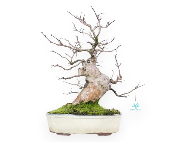 Lagerstroemia (Crape Myrtle) Bonsai - Eleganz und Sommerblüte 2