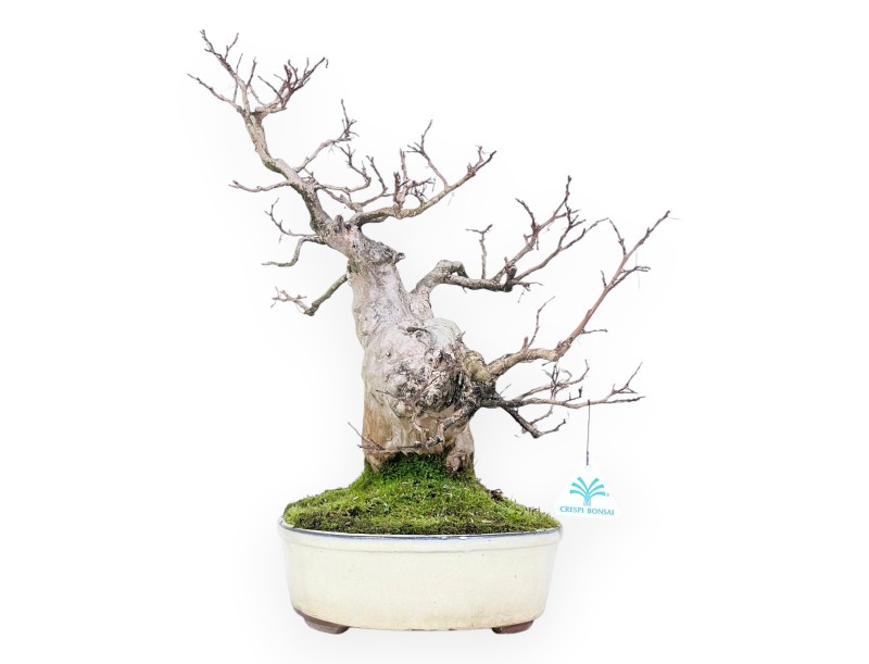Bonsai di Lagerstroemia (Mirto Crespo) – Eleganza e Fioritura Estiva