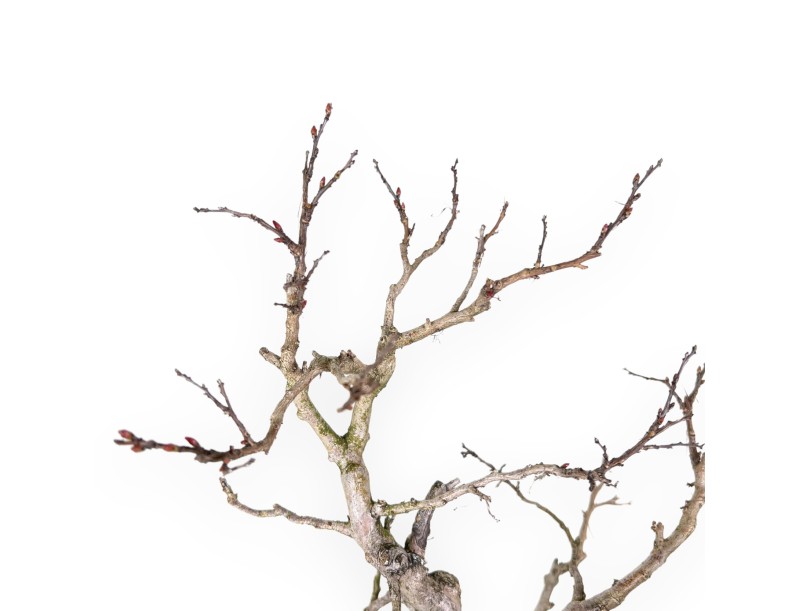 Lagerstroemia (Crape Myrtle) Bonsai - Eleganz und Sommerblüte