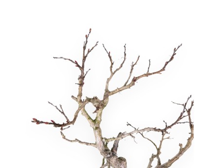 Lagerstroemia (Crape Myrtle) Bonsai - Elegance and Summer Flowering