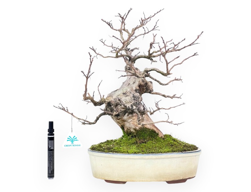 Lagerstroemia (Crape Myrtle) Bonsai - Eleganz und Sommerblüte