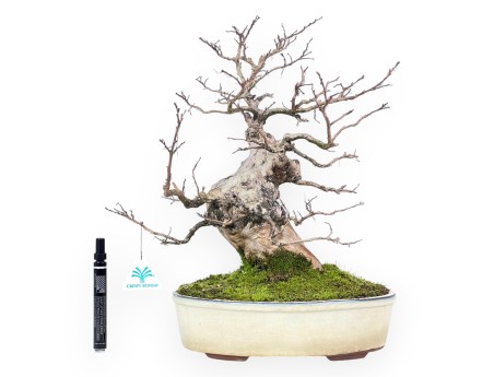 Lagerstroemia (Crape Myrtle) Bonsai - Eleganz und Sommerblüte