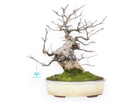 Bonsai di Lagerstroemia (Mirto Crespo) – Eleganza e Fioritura Estiva