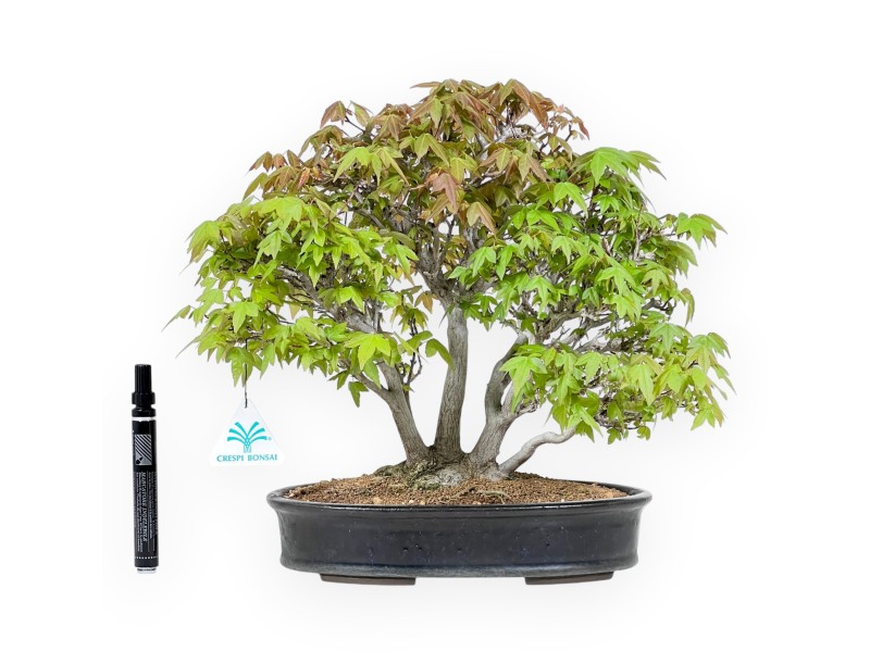 20 cm esdoorn bonsaiboom | Blauwe ovale pot