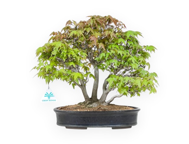 20 cm maple bonsai tree | Blue oval pot