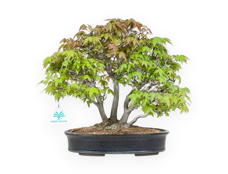 20 cm esdoorn bonsaiboom | Blauwe ovale pot