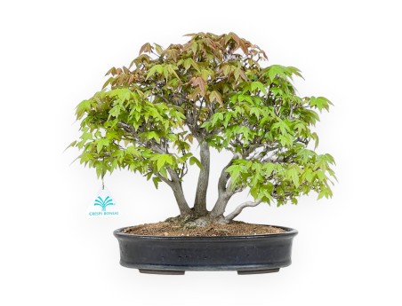20 cm maple bonsai tree | Blue oval pot