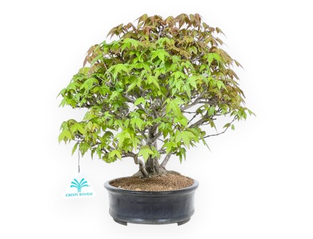 20 cm maple bonsai tree | Blue oval pot