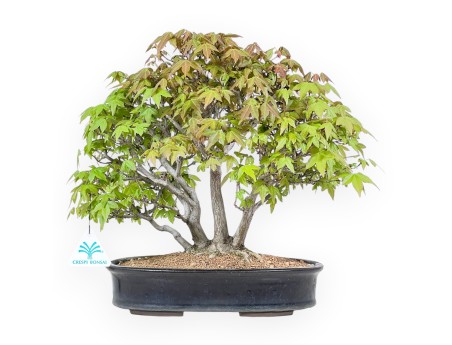 Bonsai di acero da 20 cm | Vaso ovale blu