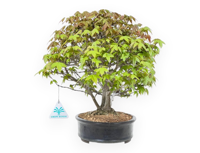 20 cm Ahorn Bonsaibaum | Blauer ovaler Topf