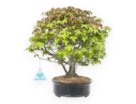 Bonsaï érable 20 cm | Pot ovale bleu