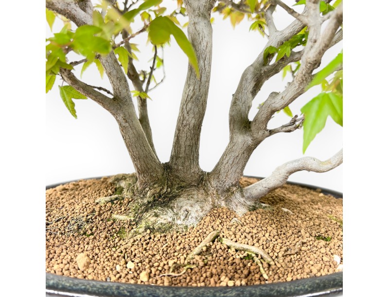 20 cm Ahorn Bonsaibaum | Blauer ovaler Topf